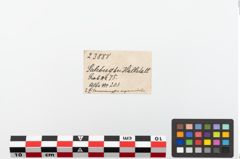 Etiketten zu Bronzering (NHMW-PRAE-023888)